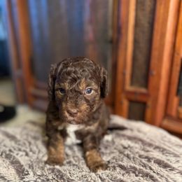 Mocha - Red & white female Australian Shepherd puppy in Columbia Falls, Montana from Firefly Horse Co Wellness Retreat Center