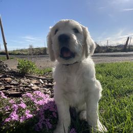 Bernedoodle and Goldendoodle Puppies from White Oak