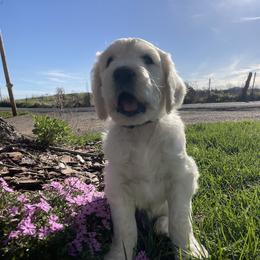 Bernedoodle and Goldendoodle Puppies from White Oak