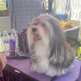 Stella - Havanese