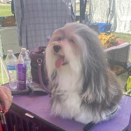 Stella - Havanese