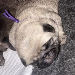 Purple female - Fawn female Pug puppy in Baylis, Illinois from Cameo's Pugs