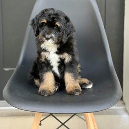 Toadette- yellow collar female - Phantom female Bernedoodle puppy in Salt Lake County, Utah from Coco Avenue Pups