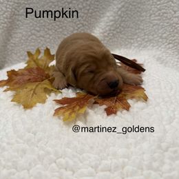 Pumpkin - Golden female Golden Retriever puppy in Victorville, California from Martinez Goldens