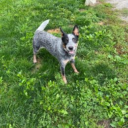 Sage - Australian Cattle Dog