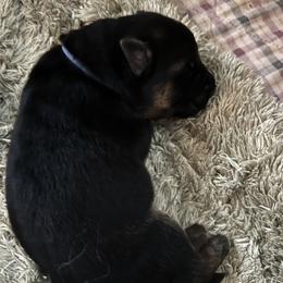 Mr. Royal Blue - Black and red male German Shepherd puppy in Purcellville, Virginia from Starry Night German Shepherd Dogs