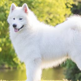 Samoyeds from Snopeak Samoyeds