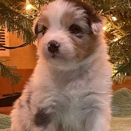 Australian Shepherd Puppies from Black Diamond Show Dogs & Tomahawk Aussies