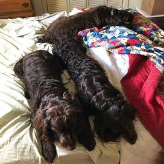 Boykin Spaniel All Grown Up from Tabby’s Sweet Boykins