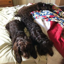 Boykin Spaniel All Grown Up from Tabby’s Sweet Boykins