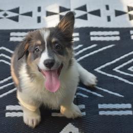 Ice - Fluffy - Gray and white male American Corgi puppy in Lithia, Florida from Diamondcrest Inc