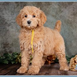 Viviane - Red female Bernedoodle puppy in Connersville, Indiana from Deaz Doodle Ranch