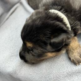 Girl 1 - Black and tan female German Shepherd puppy in Sharon Grove, Kentucky from Julie’s Shepherds