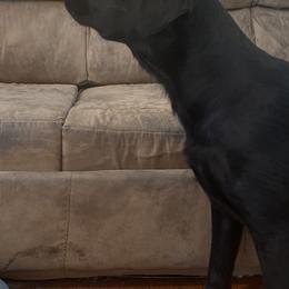 Dakota - Labrador Retriever