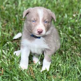 Lilac - smooth -blue collar - Lilac male Border Collie puppy in Nashville, Arkansas from Whisenhunt Farms