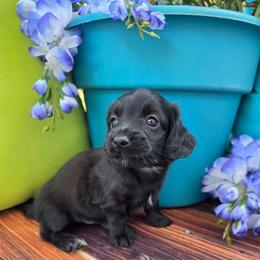 Ozzy - Black male Dachshund puppy in Florence, Arizona from Doxie Town Az