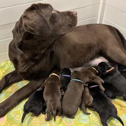 Labrador Retriever Puppies from Tag Hollow