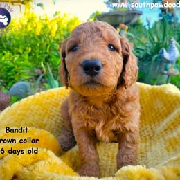 Bandit - Red  male Goldendoodle puppy in Greer, South Carolina from South Paw Doodles