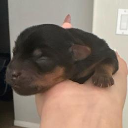 Boy 1 - Black and gold male Yorkshire Terrier puppy in Bakersfield, California from Tiny Tails Yorkies