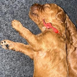 Red - Red  male Poodle puppy in Keedysville, Maryland from Sunshine Red Standard Poodles