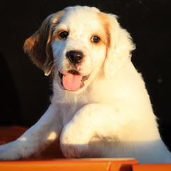 Llewellin Setter Puppies from Hickory Hollow Llewellin Setters, LLC