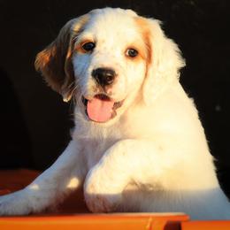 Llewellin Setter Puppies from Hickory Hollow Llewellin Setters, LLC