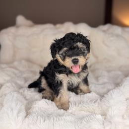 Clematis - Tri-color male Bernedoodle puppy in Sweetwater, Florida from Sandy Snout Doodles