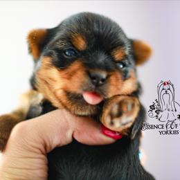 Yorkshire Terrier Puppies from Essence of Grace Yorkies