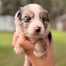Willow ASDR - Blue merle female Miniature Australian Shepherd puppy in Polk City, Florida from Skaky Shepherds