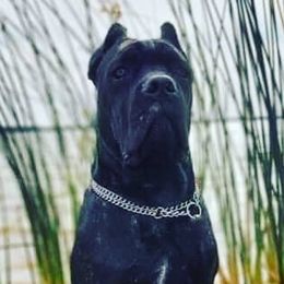 Cane Corso from Amici Dal Texas Cane Corso