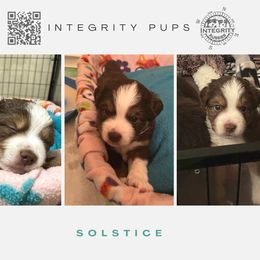 Australian Shepherd and Miniature Australian Shepherd Puppies from Integrity Aussies Tx