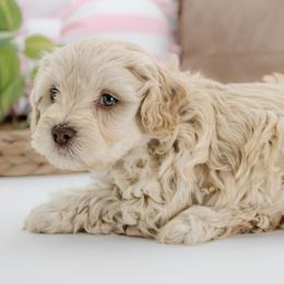Snickerdoodle- Red Boy - male Australian Mountain Doodle puppy in Highland, Utah from Angel Pups Deluxe