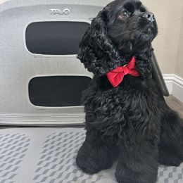 Zoe - Cocker Spaniel