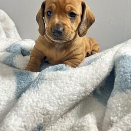 Dachshund Puppies from Dachshund world