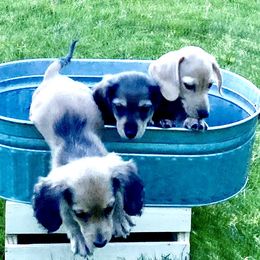 Dachshund Puppies from Northwest Dachshunds