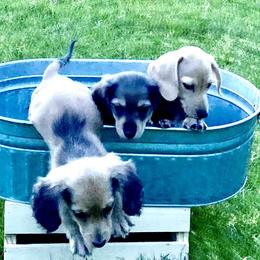 Dachshund Puppies from Northwest Dachshunds