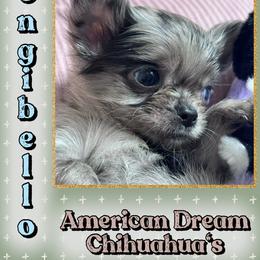 Aspen - Merle male Chihuahua puppy in North Dakota from American Dream Chihuahua’s