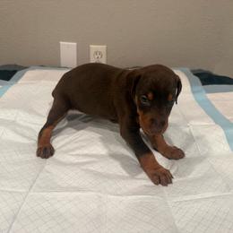 Girl 4 - Red and rust female Doberman Pinscher puppy in Elgin, Texas from New Horizons Kennels