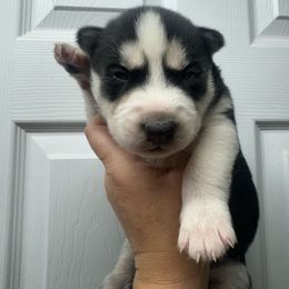 Chief - Black and white male Siberian Husky puppy in Tiverton, Rhode Island from Mount Hope Siberians