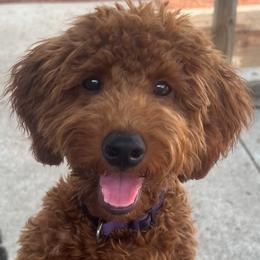 Goldendoodle Puppies from Golden Maxim Kennels