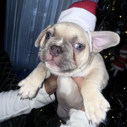 Bear - Blue fawn male French Bulldog puppy in West Hempstead, New York from Long Island Frenchie