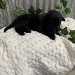 Brown Collar - Black sable male Belgian Malinois puppy in Muskegon, Michigan from Red Acres Working Line K9s