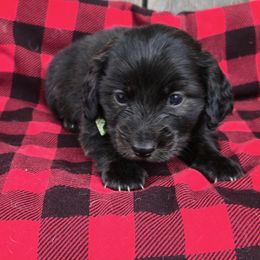 Green - Brindle male Dachshund puppy in South Willard, Utah from Doxies in the Sun