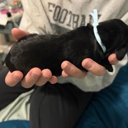 Light Blue Collar - Black male Labrador Retriever puppy in Archer Lodge, North Carolina from Archer Lodge Labradors