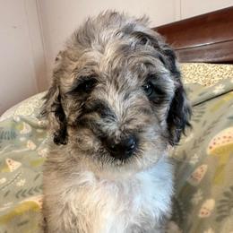 Sweet potato - Merle female Labradoodle puppy in Greensboro, Georgia from B’s Doodles