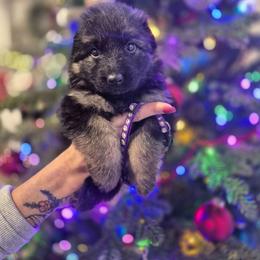 Purple collar female - Black and red female German Shepherd puppy in Eugene, Oregon from Vom Osuna K9s