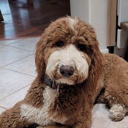 Keeper - Goldendoodle
