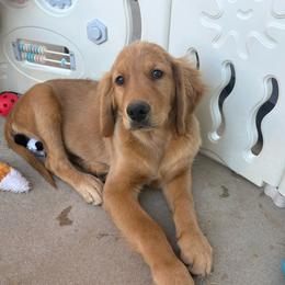 Yellow collar female - Letty - Golden female Golden Retriever puppy in Yucaipa, California from Blessed Goldens