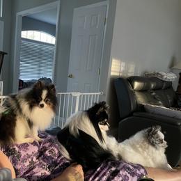 Pomeranians from DK DARLINGS