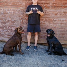 Labrador Retriever All Grown Up from Luxury Labradors